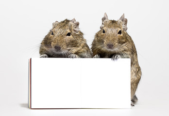 two hamsters with blank poster in paws
