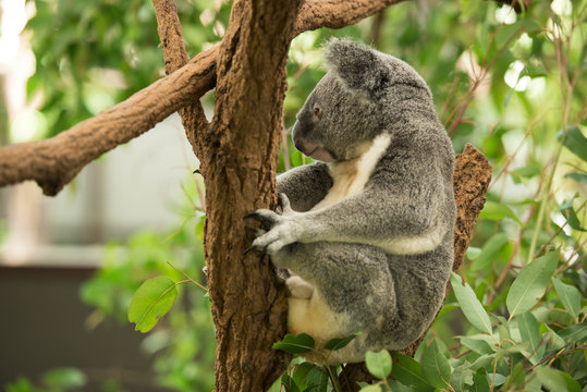 An Australian koala outdoors.