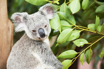 An Australian koala outdoors. © Photography by Rob D