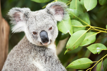 Un koala australien à l& 39 extérieur.