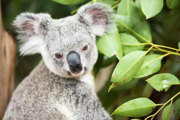 Photo sur Aluminium Koala Un koala australien à l& 39 extérieur.