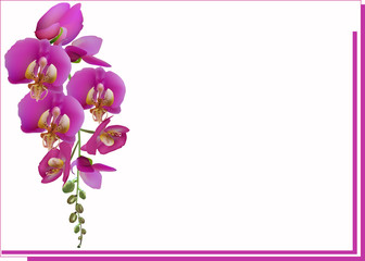bright orchid with pink frame