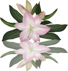 Fototapeta na wymiar isolated light pink lily flowers with reflection