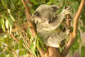 An Australian koala outdoors.