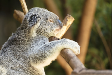 Ein australischer Koala im Freien.