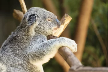Glasschilderij Koala Een Australische koala buitenshuis.