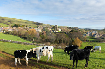 Fototapeta premium Cows grazing in Dorset village of Abbotsbury England UK