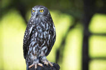 Owl in the wild.