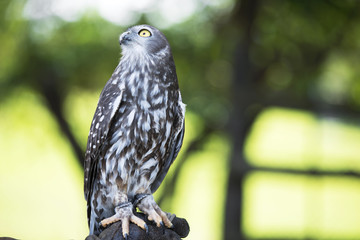 Owl in the wild.