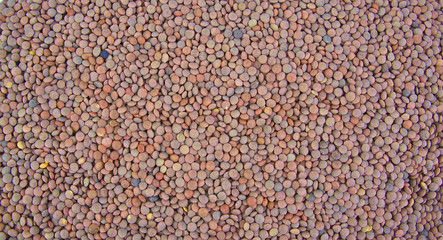 Lentils arranged as a background. Closeup.