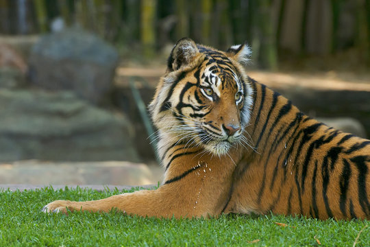 Large Bengal Tiger by itself outdoors in the Sunshine Coast, QLD