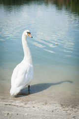 Cygne blanc