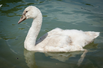 Jeune cygne gris