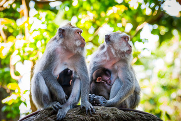 Long-tailed macaque monkies breastfeeding their babies