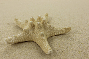 Starfish close up on golden sand