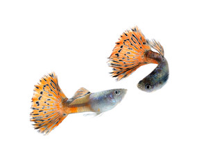 guppy fish isolate on white - 76357710