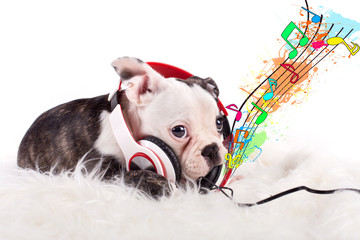 Babybulldogge hört Musik