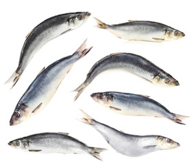 Collage of fresh fish, isolated on white