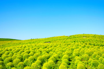 Kochia hill and the blue sky