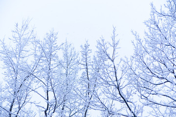 Fototapeta na wymiar Snow, snow scene, covered with snow in Japan
