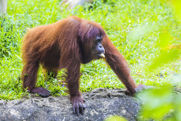 Orangutan in Sumatra, Indonesia
