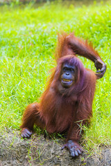 Orangutan in Sumatra, Indonesia © truphotovideo