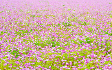 Field of chinese milk vetch, Astragalus sinicus