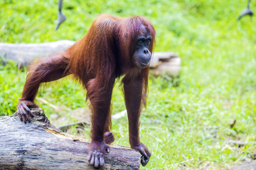 Naklejka premium Orangutan in Sumatra, Indonesia
