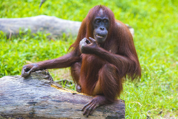 Orangutan in Sumatra, Indonesia