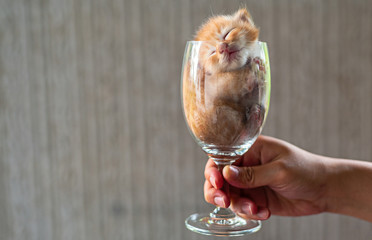 Hand Holding Wine glass with kitten sleeping inside