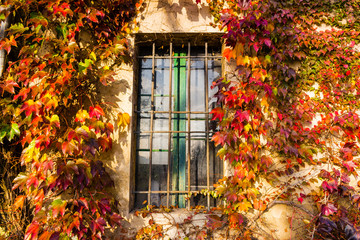 Boston ivy and iron grate window