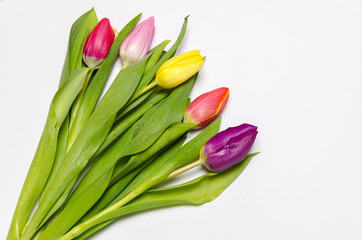 Obraz premium vibrant tulips on white background