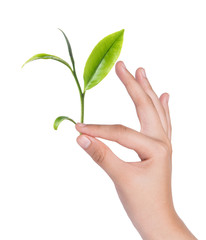 Female hand holding green tea leaves isolated on white