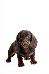 Dachshund puppy