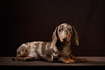 Dachshund puppy brown background