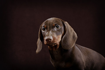 Fototapeta premium Dachshund puppy brown background