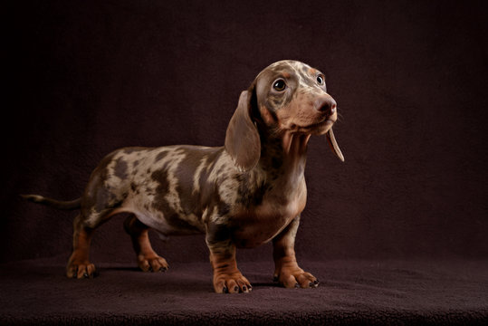 Dachshund puppy brown background