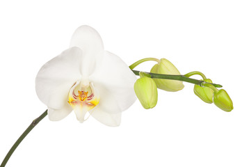 Naklejka na ściany i meble Blooming twig of white orchid isolated on white background.
