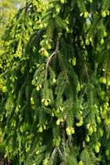 Picea abies Inversa © 7monarda