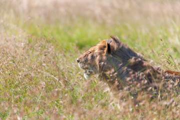 Young lioness on savanna grass background