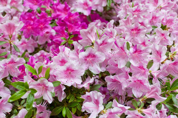 Background from the blossoming pink rhododendrons