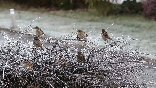 Oiseaux, moineau
