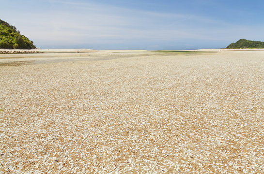 Awaroa Bay, abel tasman, muschel, Neuseeland