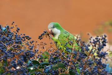 Foto op Plexiglas exotic parrot eating fruit on the tree © nico99