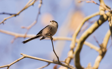 aegithalos caudatus,long-tailed tit