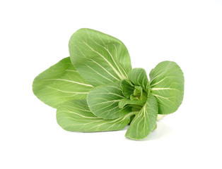 Bok choy (chinese cabbage) isolated on white