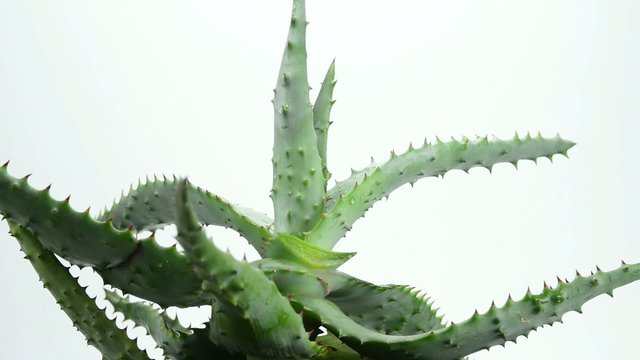 Aloe Ferox, Heilpflanze