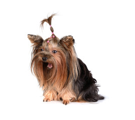 Yorkshire Terrier isolated on the white background