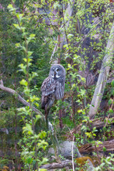 eagle owl in the woods