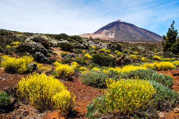 Teide Vulkan auf Teneriffa mit Blumen